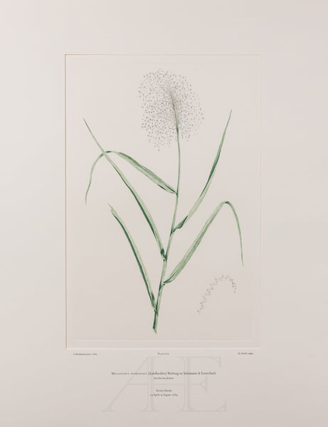 Banks Florilegium, Part 31, Plate 672