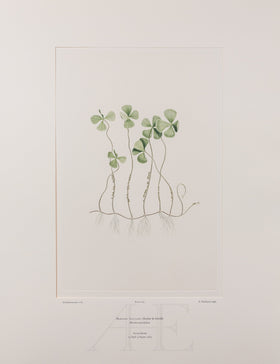 Banks Florilegium, Part 31, Plate 673