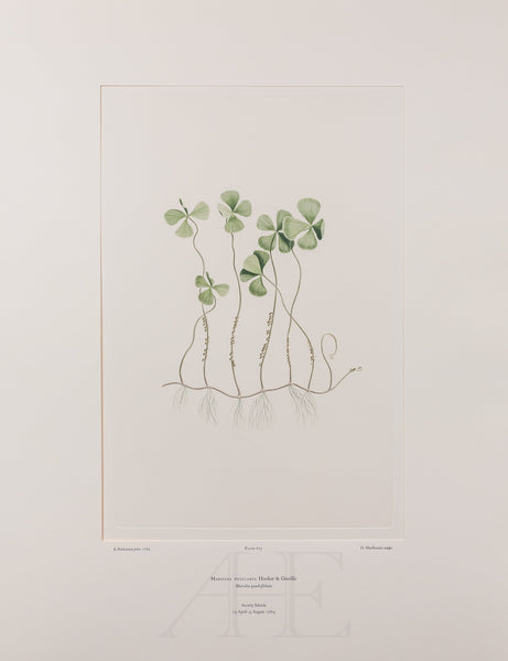 Banks Florilegium, Part 31, Plate 673