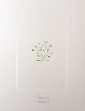 Banks Florilegium, Part 32, Plate 674