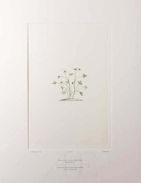 Banks Florilegium, Part 32, Plate 674