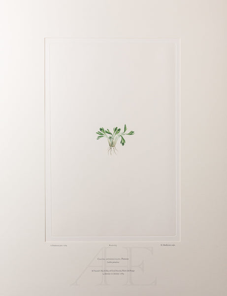 Banks Florilegium, Part 32, Plate 675