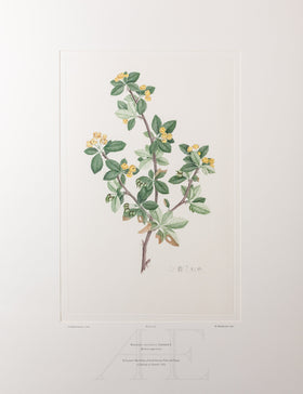 Banks Florilegium, Part 32, Plate 676