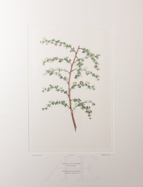 Banks Florilegium, Part 32, Plate 677