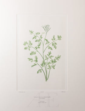 Banks Florilegium, Part 32, Plate 678