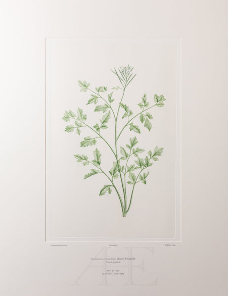 Banks Florilegium, Part 32, Plate 678