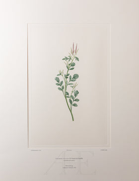 Banks Florilegium, Part 32, Plate 679