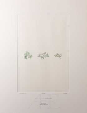 Banks Florilegium, Part 32, Plate 680