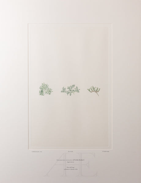 Banks Florilegium, Part 32, Plate 680