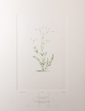 Banks Florilegium, Part 32, Plate 681