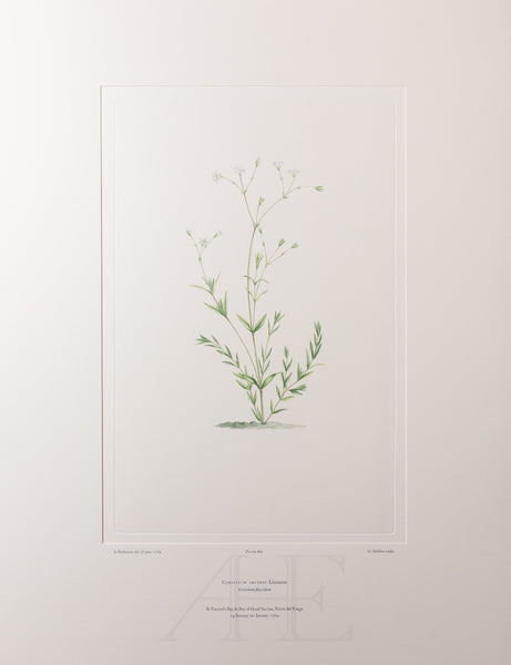 Banks Florilegium, Part 32, Plate 681