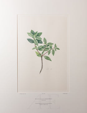 Banks Florilegium, Part 32, Plate 682