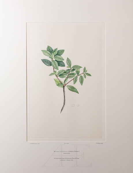 Banks Florilegium, Part 32, Plate 682