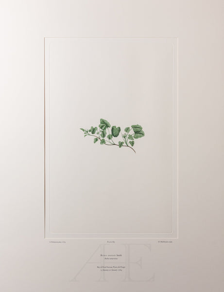 Banks Florilegium, Part 32, Plate 683