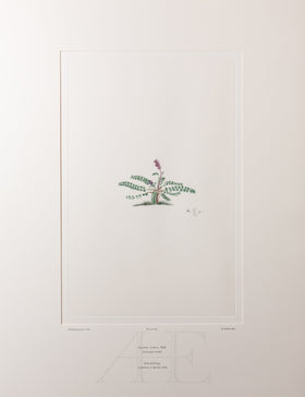 Banks Florilegium, Part 32, Plate 684