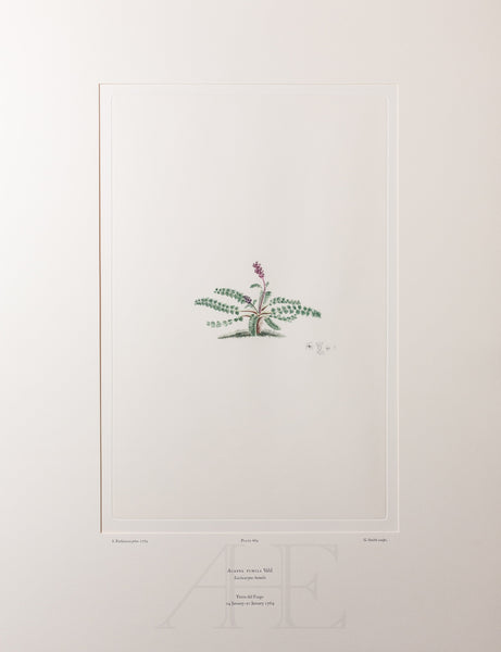 Banks Florilegium, Part 32, Plate 684