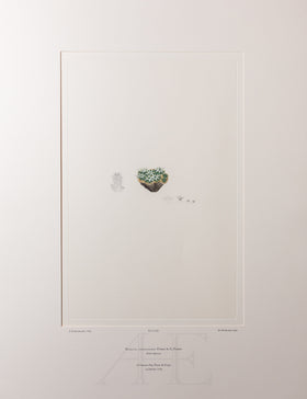 Banks Florilegium, Part 32, Plate 685