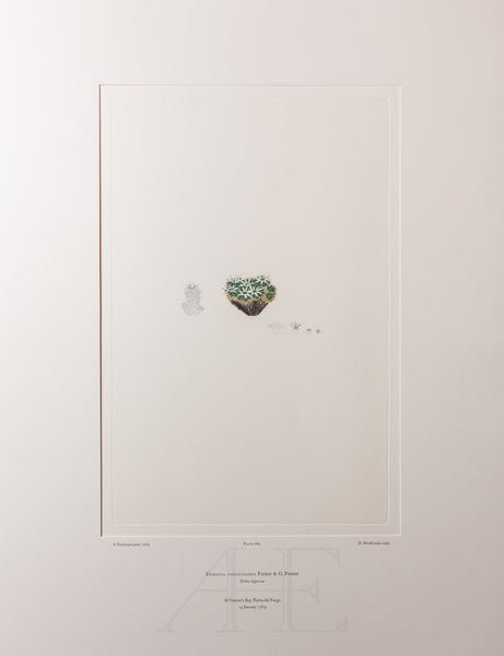 Banks Florilegium, Part 32, Plate 685