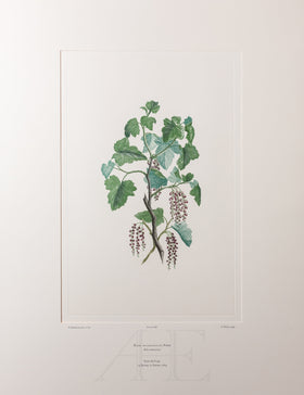 Banks Florilegium, Part 32, Plate 686