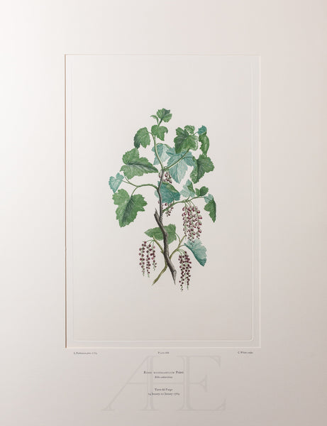 Banks Florilegium, Part 32, Plate 686