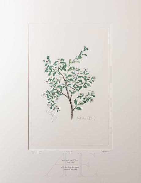 Banks Florilegium, Part 32, Plate 687