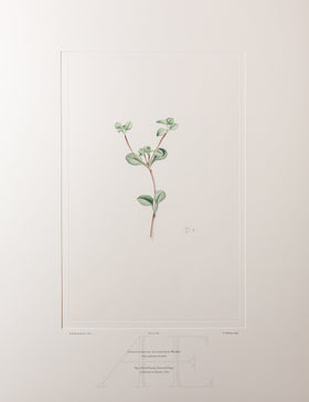 Banks Florilegium, Part 32, Plate 688