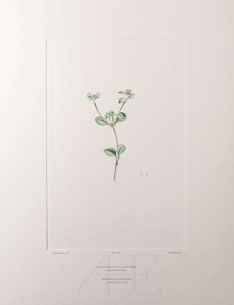 Banks Florilegium, Part 32, Plate 688