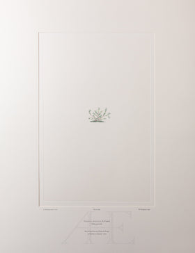 Banks Florilegium, Part 32, Plate 689