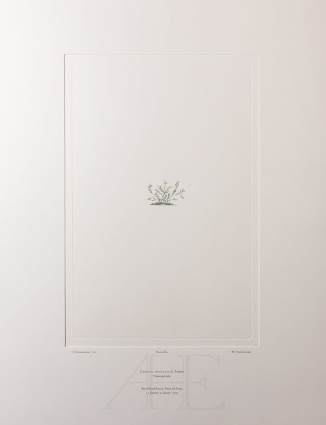 Banks Florilegium, Part 32, Plate 689