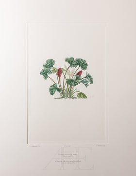 Banks Florilegium, Part 32, Plate 690