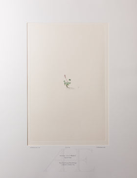 Banks Florilegium, Part 32, Plate 691