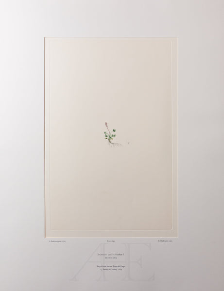 Banks Florilegium, Part 32, Plate 691