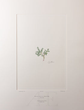 Banks Florilegium, Part 32, Plate 692