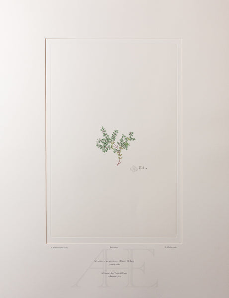 Banks Florilegium, Part 32, Plate 692