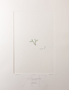 Banks Florilegium, Part 32, Plate 693