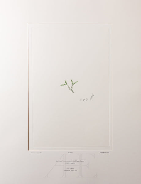 Banks Florilegium, Part 32, Plate 693