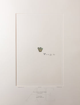 Banks Florilegium, Part 32, Plate 694