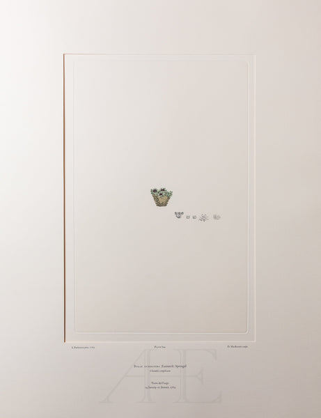 Banks Florilegium, Part 32, Plate 694