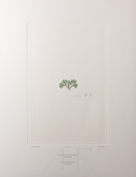 Banks Florilegium, Part 33, Plate 695