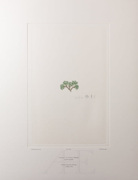 Banks Florilegium, Part 33, Plate 695