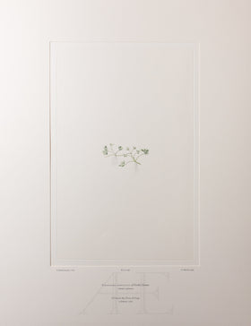 Banks Florilegium, Part 33, Plate 696