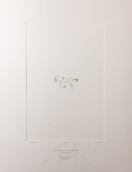 Banks Florilegium, Part 33, Plate 696