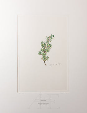 Banks Florilegium, Part 33, Plate 697