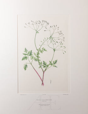 Banks Florilegium, Part 33, Plate 698