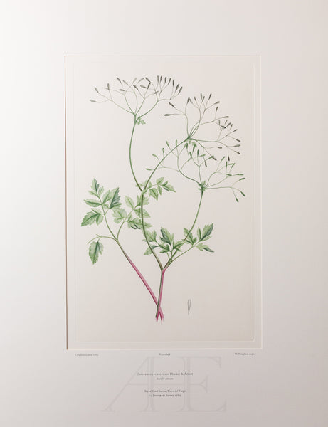 Banks Florilegium, Part 33, Plate 698
