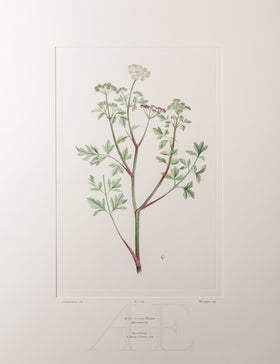 Banks Florilegium, Part 33, Plate 699