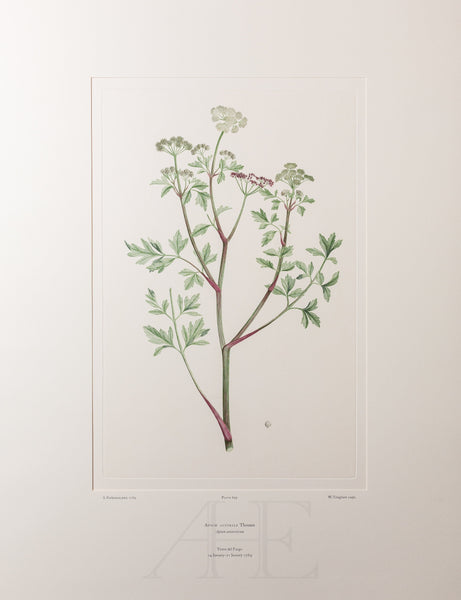 Banks Florilegium, Part 33, Plate 699