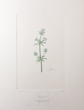 Banks Florilegium, Part 33, Plate 700