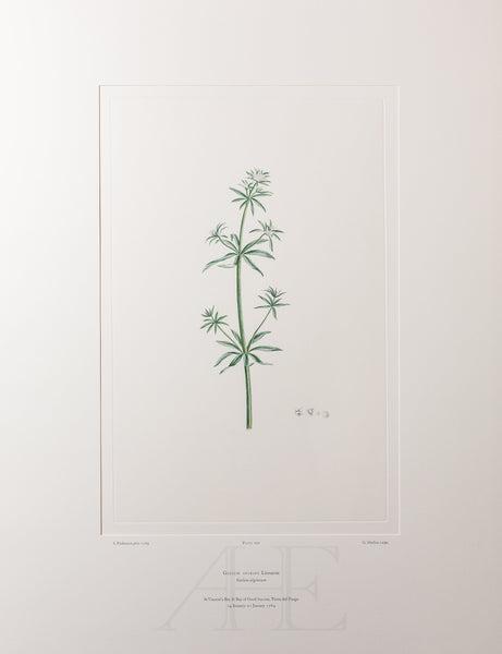 Banks Florilegium, Part 33, Plate 700