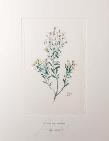 Banks Florilegium, Part 33, Plate 701